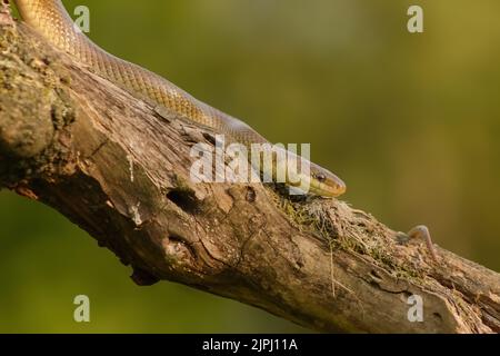 Aesculapian snake (Zamenis longissimus) climbing down the tree in search of prey Stock Photo