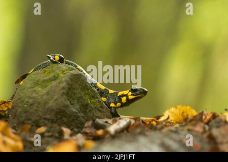 Fire salamander (Salamandra salamandra) resting on a stone in the forest after the rain, surrounded by colored leaves Stock Photo