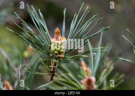 Scots pine (Pinus sylvestris) young seed cone and green leaves Stock Photo