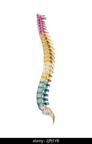 Cervical, thoracic and lumbar vertebrae in color back view 3D rendering ...