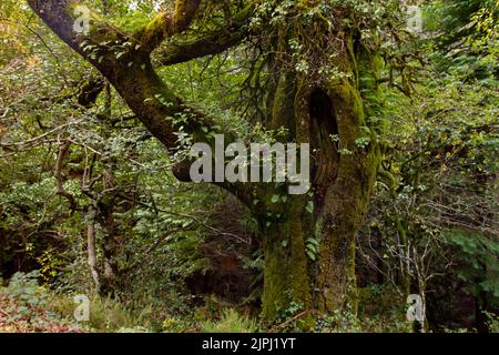 European oak (Quercus robur) centenarian tree in green atlantic forest Stock Photo