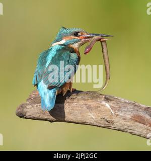 Female kingfisher with lamprey in morning light perched on old branch, summer, north wales, UK, alcedo atthis, glas y dorlan Stock Photo
