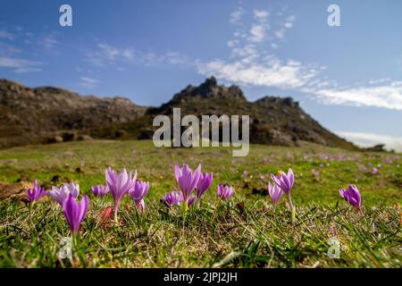 Late crocus (Crocus nudiflorus) purple wildflowers blooming in a green meadow in the mountain Stock Photo