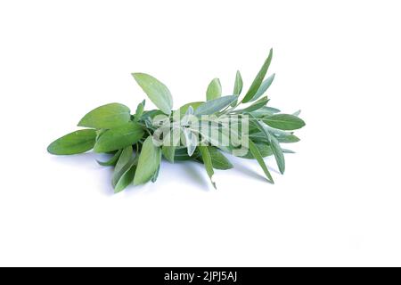 A sprig of sage with leaves. Clary, Salvia isolated on a white. Stock Photo