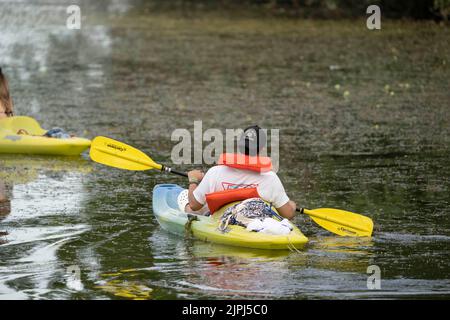 Austin Texas USA, August 14 2022: A man wearing a life vest navigates through aquatic plants on Lady Bird Lake near downtown on a hot August evening. ©Bob Daemmrich Stock Photo