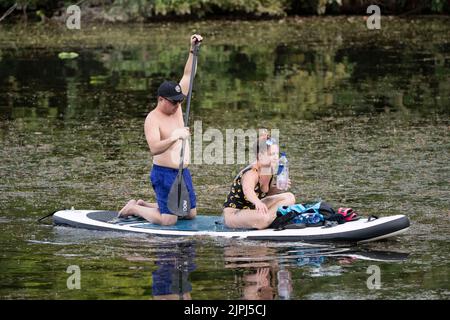 Austin Texas USA, August 14 2022: A couple on a stand up paddleboard navigates through aquatic plants on Lady Bird Lake near downtown on a hot August evening. ©Bob Daemmrich Stock Photo