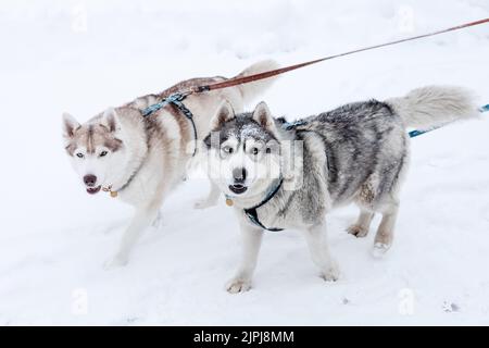 Two blue-eyed husky on a leash in the snow Stock Photo