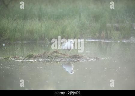 Common or mew gull (Larus canus) in early morning light on a lake islet in the Finnish boreal forest or Taiga. Stock Photo