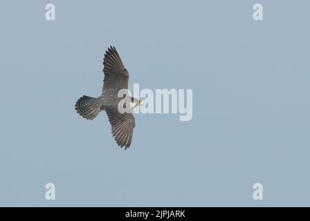 Peregrine falcon (Falco peregrinus) adult in flight Stock Photo