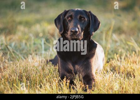 Black mixed breed dog portrait in nature at beautiful sunset Stock Photo