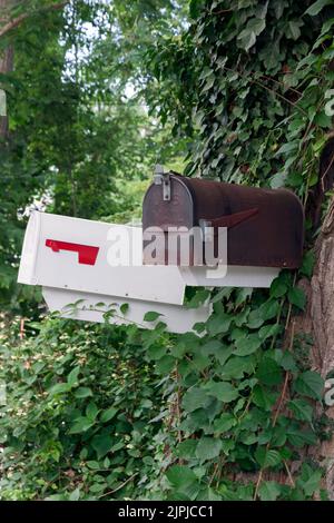 Mailboxes on a tree covered with ivy on Cape Cod Massachusetts, USA. Stock Photo