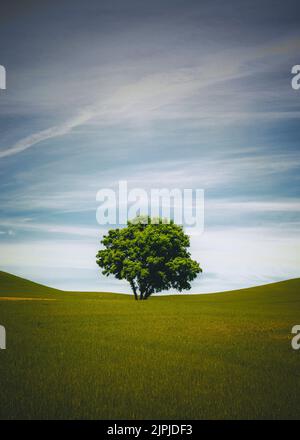 A lonely tree, Palouse, Eastern Washington Stock Photo