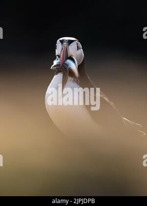 Portrait of an Atlantic Puffin (Fratecula arctica) in soft-focus foliage, holding a catch of sand eels in its beak, Skomer Island, Wales, UK. Stock Photo