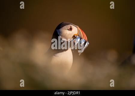 Portrait of an Atlantic Puffin in among foliage, holding a catch of sand eels in its beak, Skomer Island, Wales, UK. Stock Photo