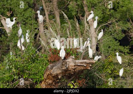 Cattle Egrets, Bubulcus ibis, roosting Stock Photo