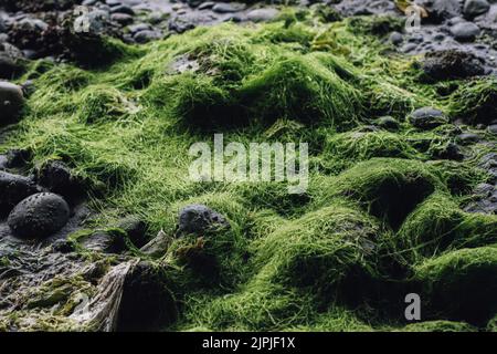 bright green seaweed-covered rocks on beach Stock Photo