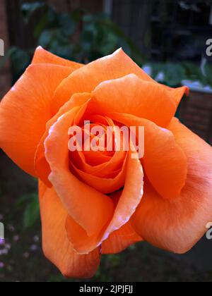 Lovers meeting Rose is a luminous Hybrid Tea rose . Its glowing orange colour make it look artificial Stock Photo