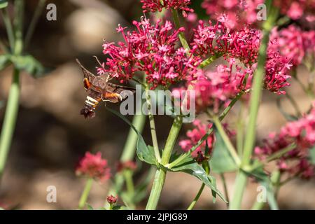 Close up of a Nessus Sphinx Moth pollinating a Reddish Pink Valerian flower stalk with open wings and viewed from the backside. Stock Photo