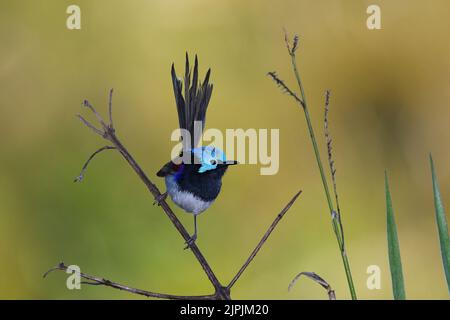 An Australian male Variegated Fairy-wren -Malurus lamberti, Nominate race- bird perched on a stem of tall grass surveying his territory