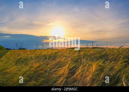 Wind generators in a wheat field.Ripe wheat and windmills. energy sources.Environmentally friendly natural energy source. Natural eco energy. Stock Photo