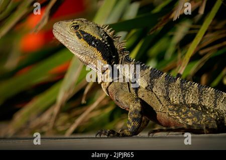 Australian water dragon (Intellagama lesueurii) an australian lizard, a big one in the Brisbane botanical gardens. Big reptile with colorful backgroun Stock Photo