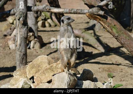 A meerkat (Suricata suricatta) stands on a look out position in its enclosure at Blackpool Zoo. Stock Photo