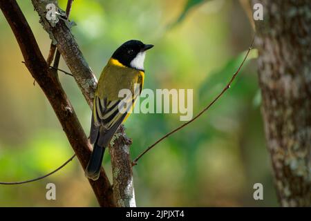 Australian Golden Whistler (Pachycephala pectoralis) male, a beautiful colorful yellow australian bird perched on a branch with beautiful green forest Stock Photo