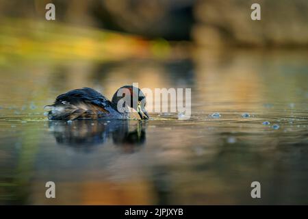 Australasian grebe (Tachybaptus novaehollandiae) in the pond in Australia. Small colorful waterbird swimming on the water surface with colorful backgr Stock Photo