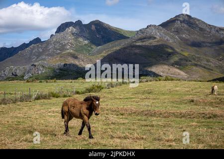 Beautiful dark brown foal in the mountains of Asturias, Spain. Young animal in its natural habitat. Stock Photo