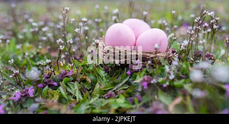 easter egg, easter nest, easter eggs, easters Stock Photo