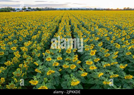 Sunflower field in Northern California USA Stock Photo - Alamy