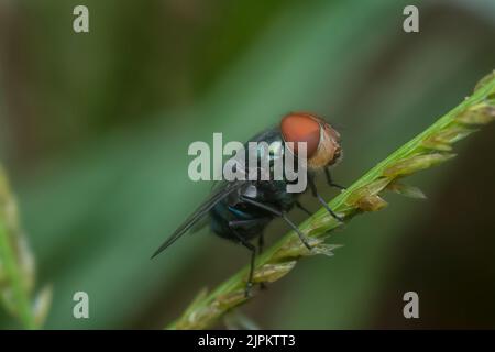 close shot of the bluebottle fly Stock Photo