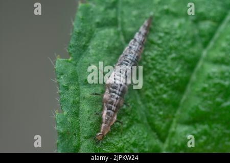 close shot of the lacewing larva Stock Photo