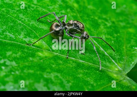 black polyrhachis ant resting on the leaves Stock Photo
