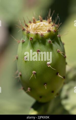 Close up of a green prickly pear, with thorns on it. The fruit grows on the cactus against a green background. Stock Photo