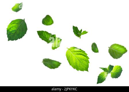 Levitation of mint leaves isolated on white background, selective focus. Stock Photo