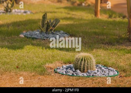 Echinocactus and other flowers and plants for decoration. Landscaping design in parks and gardens Stock Photo