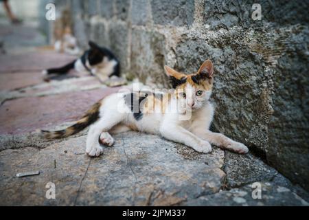 Stray calico cat resting on the street in Kotor, Montenegro. Stock Photo