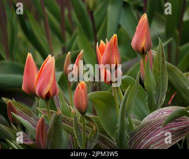 Tulipa Calypso Stock Photo