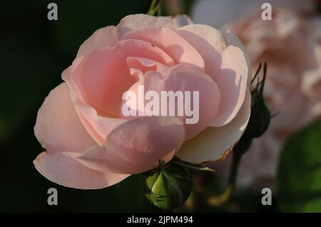 Sharifa Asma Shell Pink Shrub Rose David Austin Stock Photo