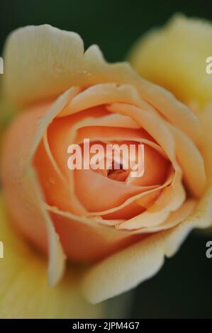 Sweet Juliet Apricot Shrub Rose Stock Photo