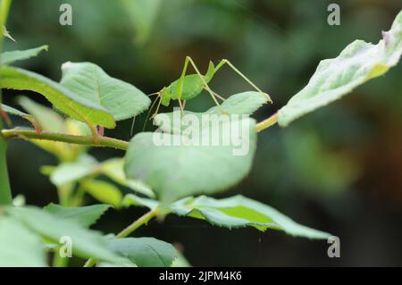 Macro photo of a Green Cricket. Bright Green Colour Insect. Jumping Insect. Stock Photo