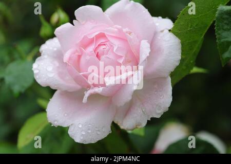 Sharifa Asma Shell Pink Shrub Rose David Austin Stock Photo