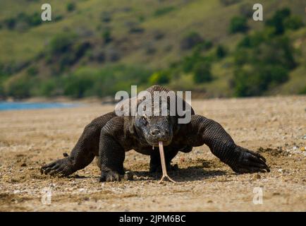 An adult komodo dragon is walking on the beach on the beach of Komodo Island while sticking out his toungue with forked ends Stock Photo