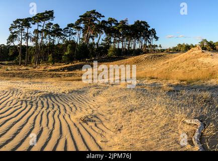 Wind patterns in sand dunes with evening light and long shadows Stock Photo