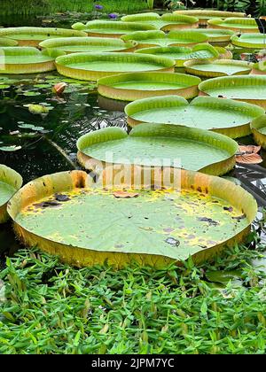 Vertical closeup on the tropical giant waterlily, Victoria cruziana with is huge floating green leafs in the water Stock Photo