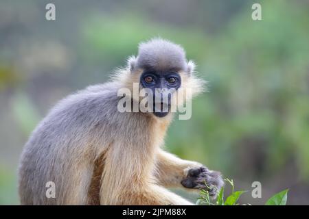 Portrait of a wild capped langur. Stock Photo