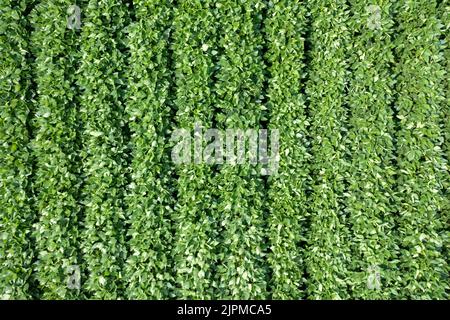 Aerial view of Agricultural planting on a huge field. Green cultivating soybean field. High quality photo Stock Photo