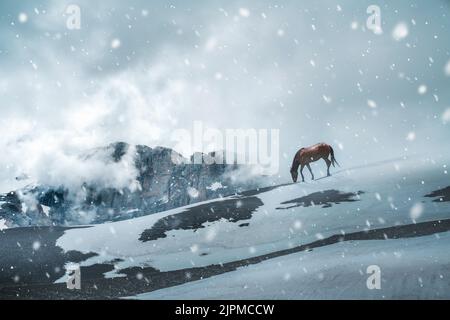 A single horse is grazing in wild nature. A beautiful horse in mountains in cold winter. High quality photo Stock Photo