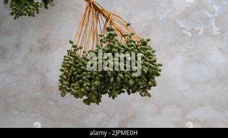 Unripe dates hanging from a tree in front of a concrete wall, located in the secret garden in Marrakech Stock Photo